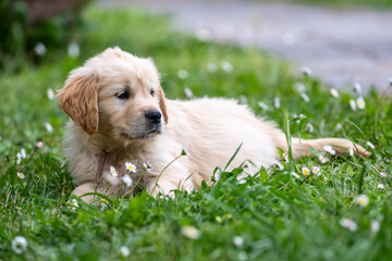 CUCCIOLI GOLDEN RETRIVER