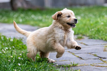 CUCCIOLI GOLDEN RETRIVER