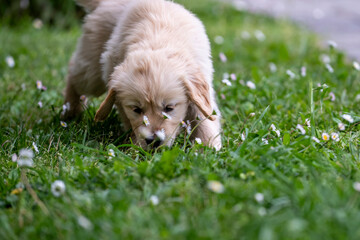 CUCCIOLI GOLDEN RETRIVER