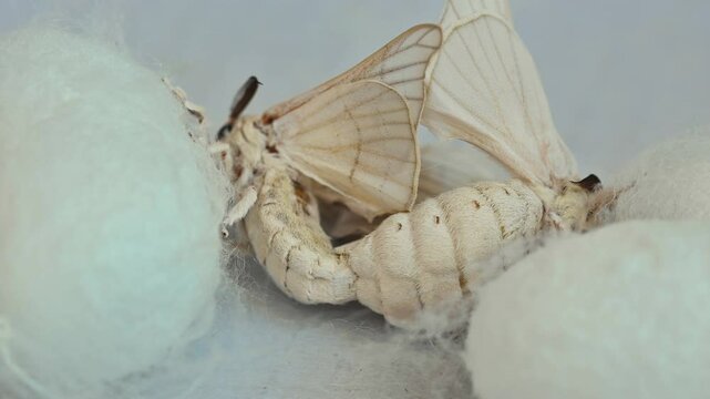 Two silkworm butterflies mating on top of the cocoon