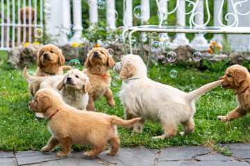 CUCCIOLI GOLDEN RETRIVER