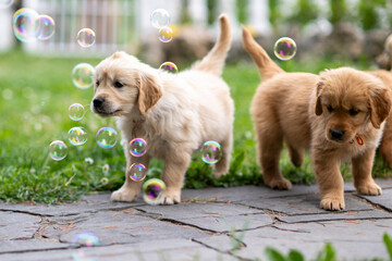 CUCCIOLI GOLDEN RETRIVER