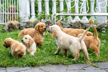 CUCCIOLI GOLDEN RETRIVER