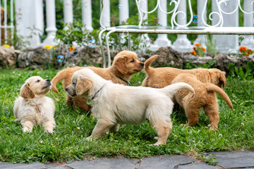CUCCIOLI GOLDEN RETRIVER