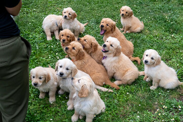 CUCCIOLI GOLDEN RETRIVER