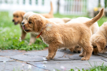 CUCCIOLI GOLDEN RETRIVER