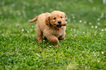 CUCCIOLI GOLDEN RETRIVER