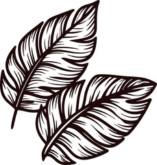 Obraz premium Hand drawn tropical banana leaves isolated vintage botanical illustration with detailed sketch line art