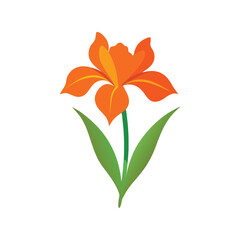 Iris flower on white background