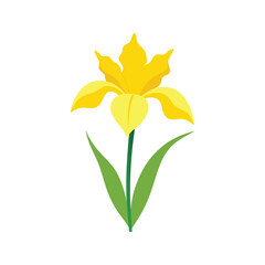 Iris flower on white background