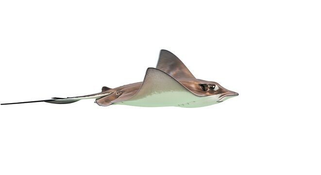 Isolated Stingray Floating Freely on White Background A Captivating Underwater Creature Gracefully Gliding Marine Animal with Smooth Movement Illustrating Marine Ecosystem Beauty and Serenity