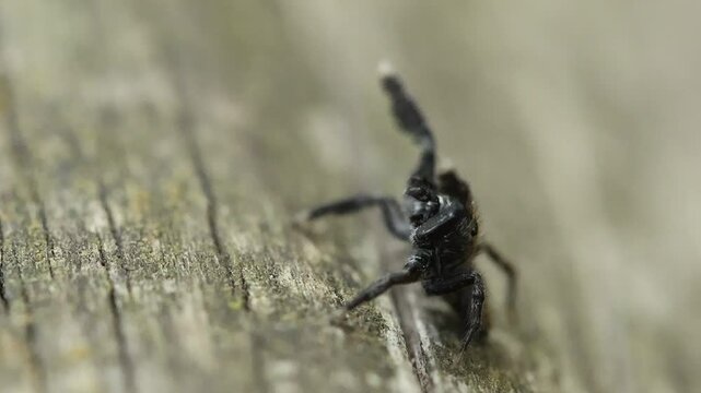 Ara&ntilde;a saltadora Euophrys altera advierte del peligro moviendo sus patas, Alcoy, espa&ntilde;a