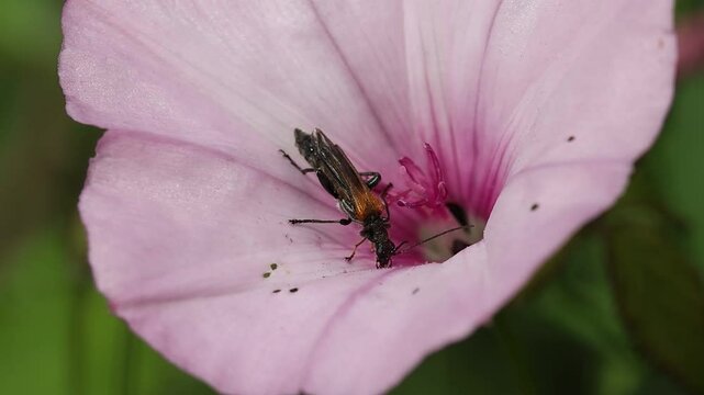 Insecto Oedemera femorata comiendo en flor campanilla rosa Convolvulus althaeoides, Alcoy, Espa&ntilde;a