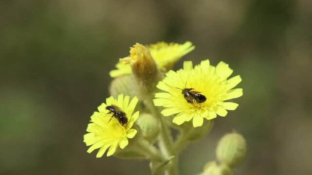 Dos abejas Panurgus comiendo y polinizando flores de Carmelita descalza (Andryala integrifolia), Alcoy, Espa&ntilde;a