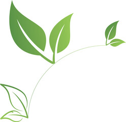 Fototapeta premium green leaves on white background