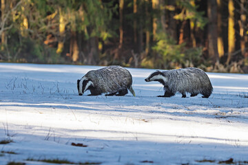 European badger (Meles meles) on a hot day in the water © michal