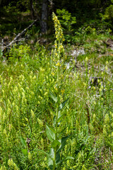 Wildwachsende Königskerze, Verbascum