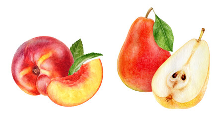 Watercolor Realistic Fruit Composition with Nectarine, and Pea