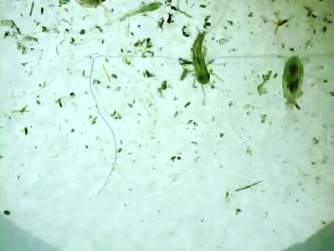 Microscopic insect larva  surrounded by cyclops