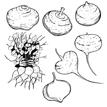 Hand-drawn Pachyrhizus erosus ( j&iacute;cama or Mexican turnip).  Vector sketch illustration