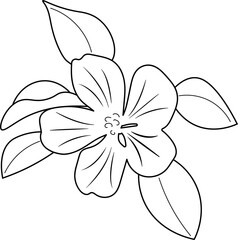 white flower isolated on black. Flower line style. Vector flower png