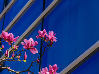 Pinke Magnolienblüten vor moderner Glasfassade