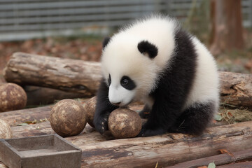 Fototapeta premium A baby panda is playing with a ball and eating some food. The scene is playful and cute, with the baby panda enjoying its time