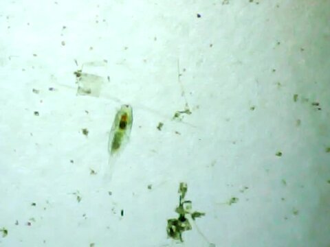 Cyclops in the water on a microscope glass