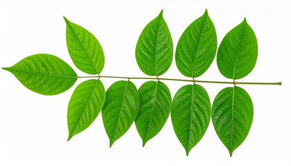 Fototapeta premium Green Javanese Treebine Leaves Isolated on White Background with Clipping Path, Tropical Vine