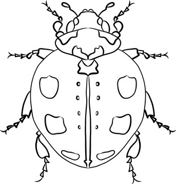 Ladybug contur Vector Art illustration