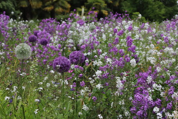 Obraz premium Flower field, Allium flower field with white and violet flowers