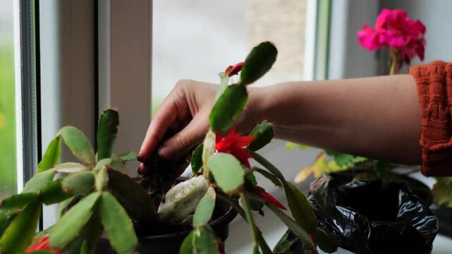 Repotting Houseplant -  Exposing Root Ball of Christmas Cactus Preparing Succulent for New Pot