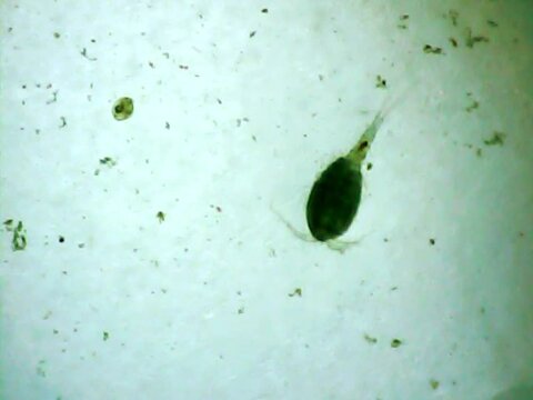 Cyclops in the water on a microscope glass