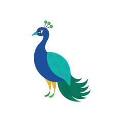 Peacock bird on white background
