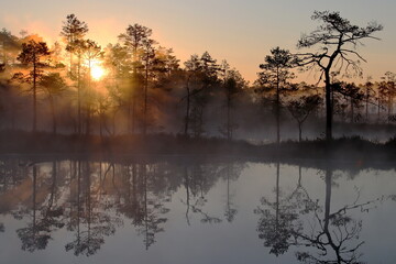 sunrise over the bog
