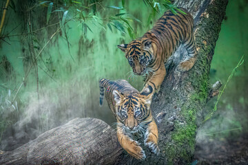 Playful Sumatran Tiger Cubs Climbing a Tree in a Misty Jungle