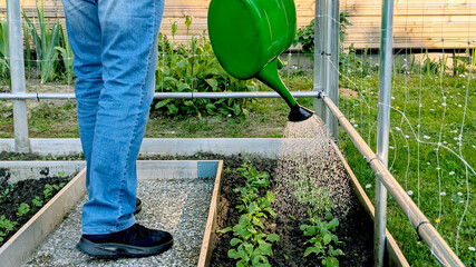 Gardening and Farming A Person Watering Plants in a Raised Garden Bed with a Watering Can