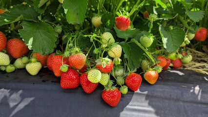 Lush Strawberry Patch A Bounty of Ripe and Unripe Strawberries in a Garden Setting.