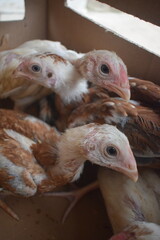 Several young fowl with light brown and white plumage are closely nestled together, showcasing their developing feathers and wide-eyed curiosity in a confined, sheltered space.