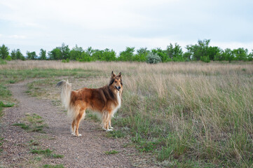 german shepherd dog running
