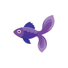 Beta fish On white background