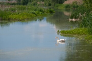 The elegance and beauty of a white swan