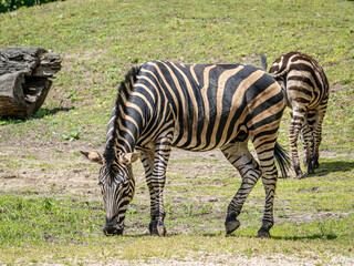 Two Zebras Grazing Outdoors in a Lush Green Grassy Landscape