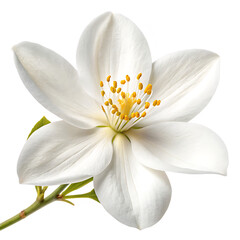 Closeup of a single white blossom with yellow stamens