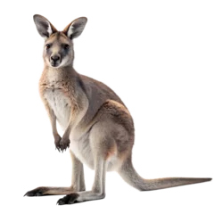 Fototapete Portrait of a red kangaroo on black background © creativemahfuz