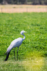 Fototapeta premium blue crane bird, Stanley crane or paradise crane (Anthropoides paradiseus) national bird of South Africa close up side on or profile in the wild in the farming region of Western Cape