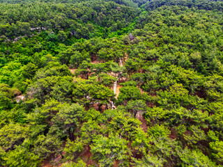 Winding path crossing lush green forest in Antalya, Turkiye