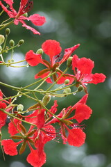 Red peacock flower has water droplets on the petals.
