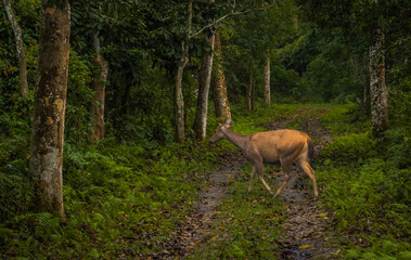 Deer in the dense forest of Kaziranga national park, Assam, India