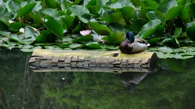 Eine Ente in einem Waldweher mit Seerosen mitten im Wald in der Schweiz, Lebensraum von Enten im Wald